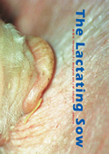 The Lactating Sow