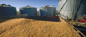 US scientists focus on cost-saving benefits of cornstalk residue in feed