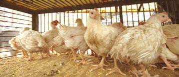 Perutnina Ptuj to build poultry manure biogas plant