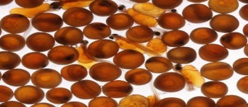 Fish egg disinfectant can eliminate VHS&nbsp;