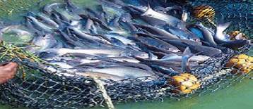 Vietnam's basa catfish remains unwelcome in the US