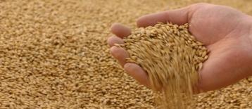 Vietnam's feed import surge over 60%