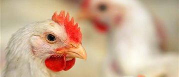 Michigan develops animal-disease alert system