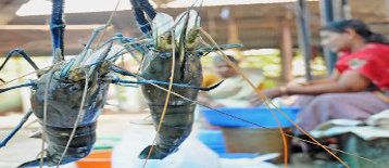 Thailand shrimp prices jump on panic buying <BR>