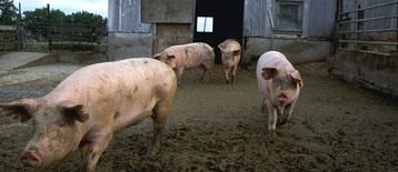 EU to declare Irish pig herds Aujeszky-free soon