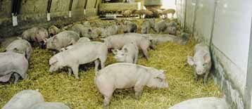 Customs union may raise EU pork imports