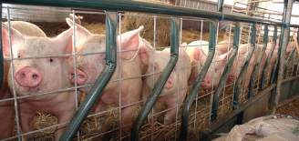 Livestock producers seen to lead US agriculture recovery