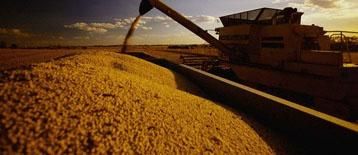 China may auction soy reserves