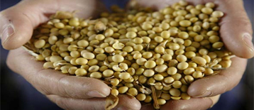 China soy imports may dwindle as costs hurt margins