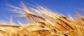 Pakistan's farmers need wheat seed