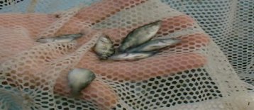 Australian barramundi threatened by cheaper Asian imports