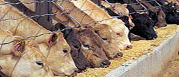 UK scientists develop feed supplement for premium milk