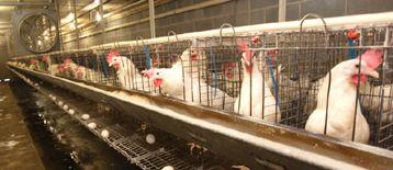 Asian countries ban Australian poultry imports