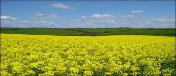 US 2012 rapeseed acreage, production to rise