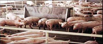 EU pig prices rise on shortages