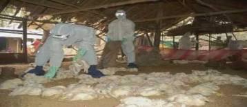 Australian farms destroy 10,000 ducks on bird flu outbreak