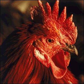Hail to the Chicken King!